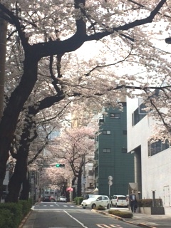 桜　3.JPG