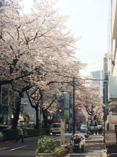 桜　4.JPG